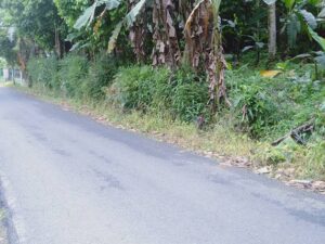 Dijual Tanah Strategis di Baseh, Kedungbanteng – Udara Sejuk & Nyaman untuk Hunian