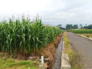 Jual Tanah Sawah Luas dan Potensial di Tambaksogra Sumbang Purwokerto Banyumas