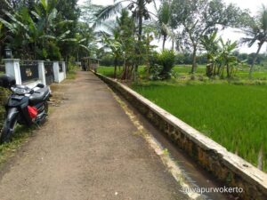 Dijual Tanah Sawah Produktif di Sambeng Wetan, Kembaran – Purwokerto, Banyumas